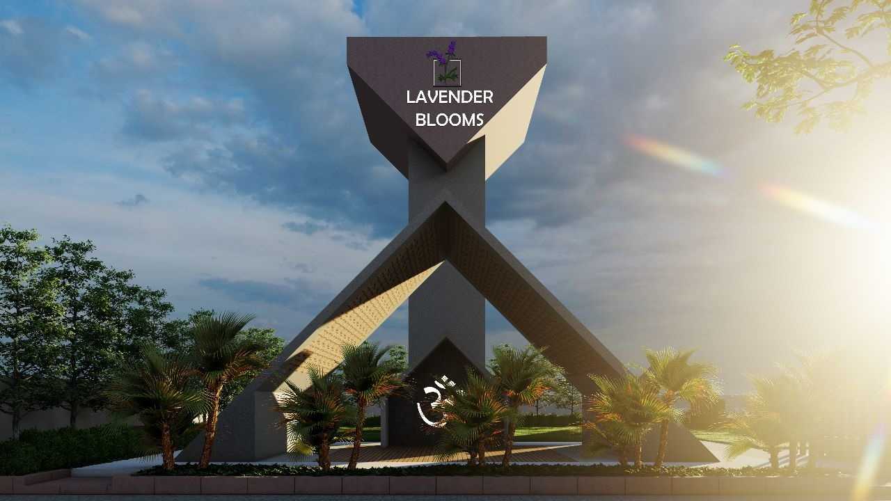 Lavender Blooms